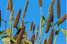 Sorghum