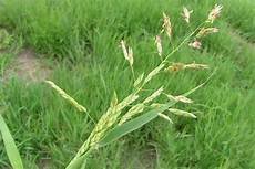 Sorghum