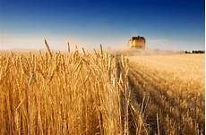 Soybeans