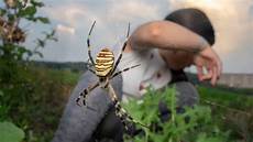 Spiders