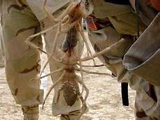 Spiders