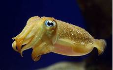 Squid