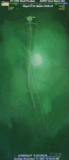 Squid