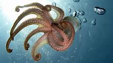 Squid