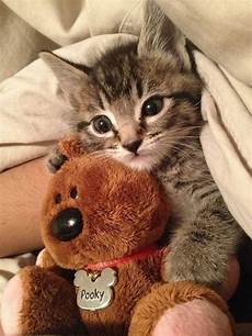 Stuffed-Animals