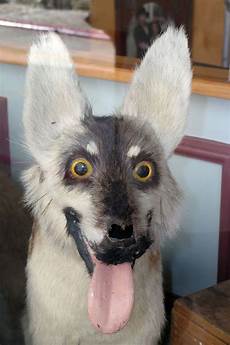 Stuffed-Animals