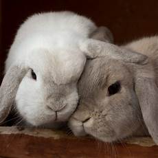 Stuffed Bunnies