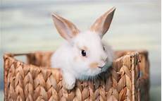 Stuffed Bunnies