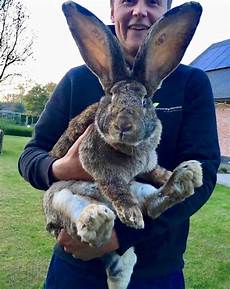Stuffed Bunnies