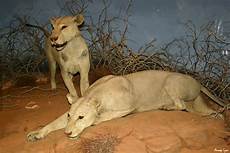 Stuffed-Lions