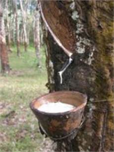 Styrene Butadiene Rubber