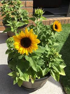 Sunflower Kernels