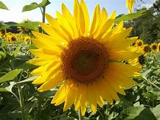 Sunflower Oil
