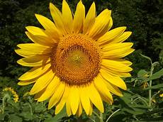 Sunflower Oil