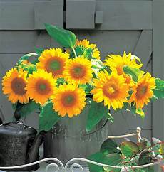 Sunflower Oil