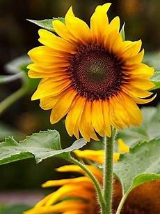 Sunflower Oil