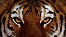 Tigers Eye