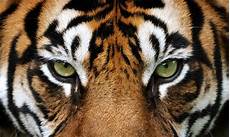 Tigers Eye