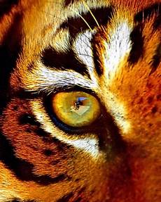 Tigers Eye