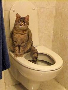 Toilet Cleaning