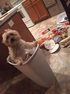 Trash Cans