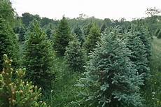Tree Farm