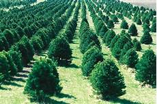 Tree Farm