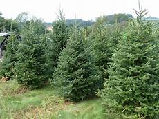 Tree Farm