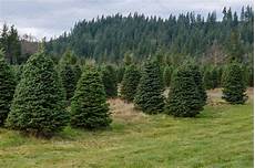 Tree Farm