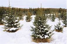 Tree Farm