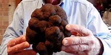 Truffle Price