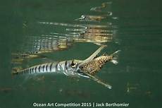 Underwater Housings