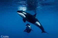 Underwater Housings