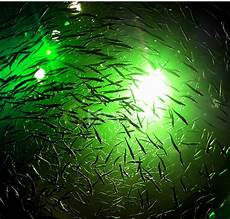 Underwater Lights