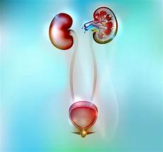 Urinary System Agents