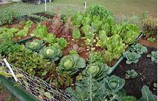 Vegetable Garden