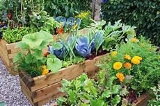 Vegetable Garden