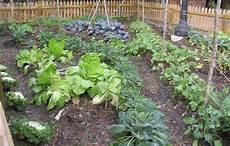 Vegetable Garden
