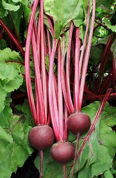 Vegetable Processing