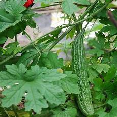 Vegetable Processing
