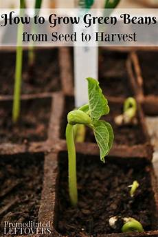Vegetable Seeds