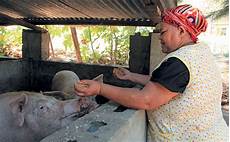 Vegetables Machinery