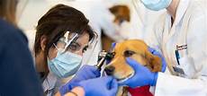 Veterinary Medicine
