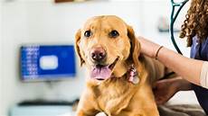 Veterinary Medicine