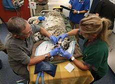 Veterinary Medicine
