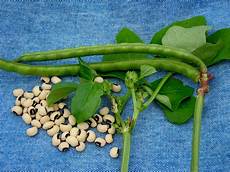 Vigna Beans
