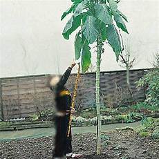 Walking-Sticks