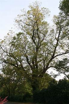 Walnuts