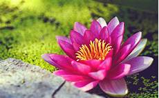 Water Lily