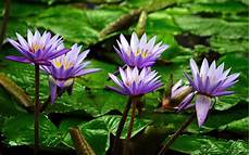 Water Lily